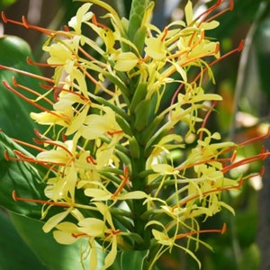 May include: A close-up of a yellow ginger flower with long, thin, orange petals. The flower is in bloom and has a green stem.