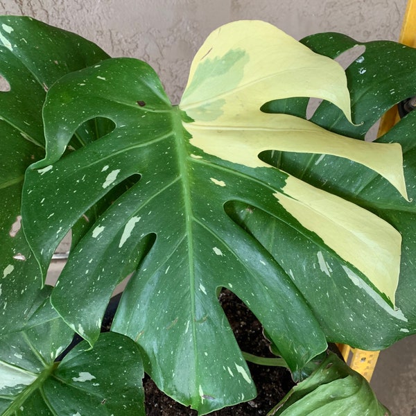 Big sale Variegated Thai Monstera Deliciosa Live Cuttings from a plant similar to this plant Indoors/out perfect for the office USA seller