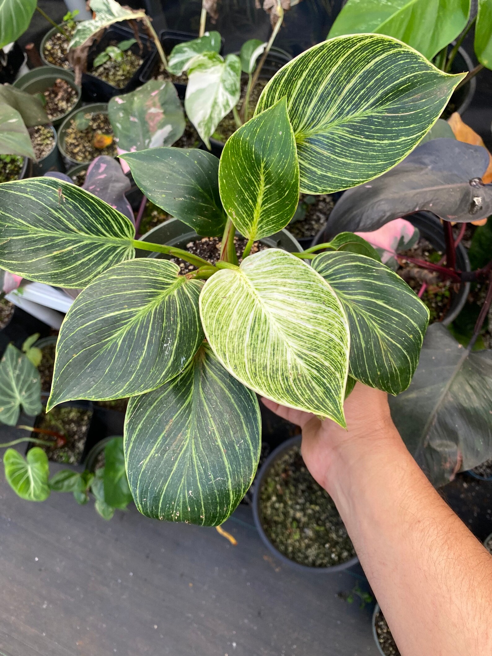 House plant sale philodendron Birkin Variegation Etsy