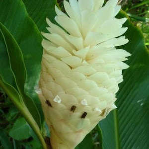 Huge Sale- White Ginger 1 Plant purest live fresh and easy to grow rare color