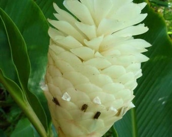 Huge Sale- White Ginger 1 Plant purest live fresh and easy to grow rare color