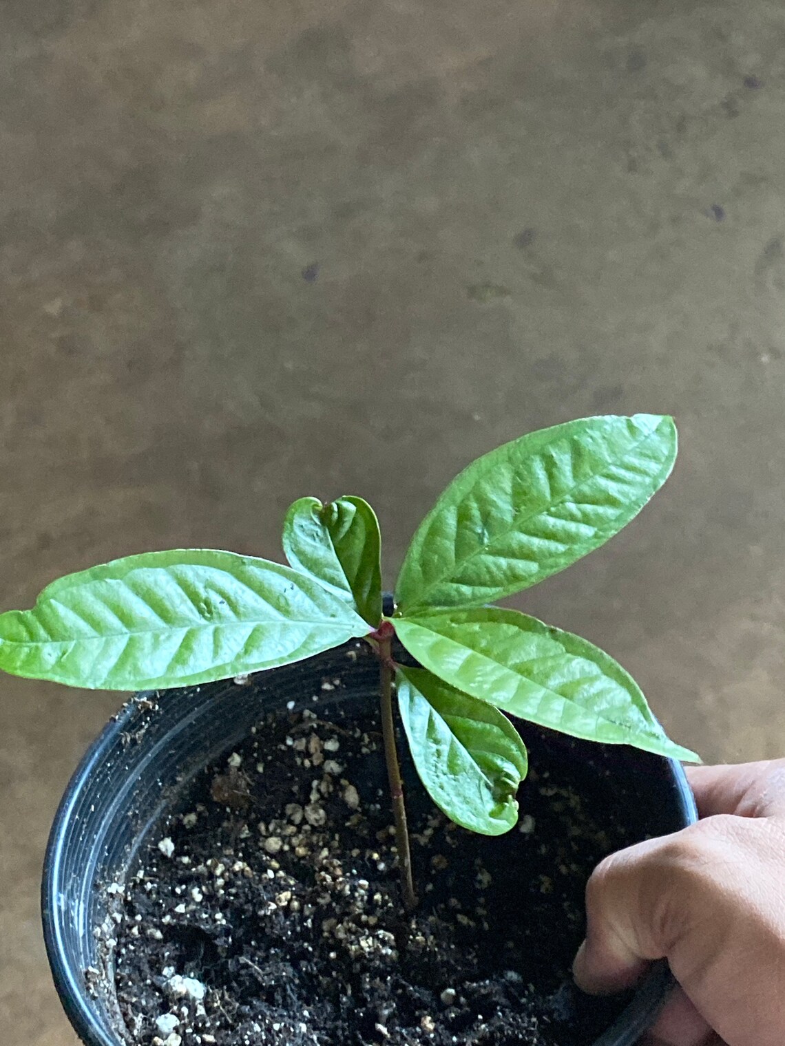 Summer Sale Ice Cream Bean Tree.. About a Foot Tall. Very Food Etsy
