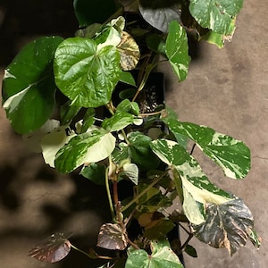 Sale HIBISCUS TILIACEUS VARIEGATA cutting 6 cuts of 6 inches easy to root and fast growing. image 3