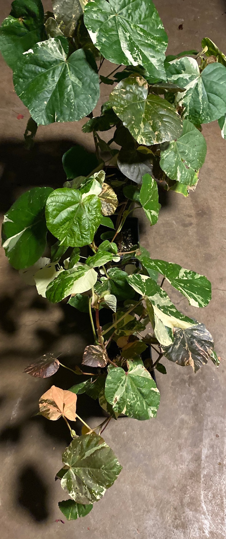 Sale HIBISCUS TILIACEUS VARIEGATA cutting 6 cuts of 6 inches easy to root and fast growing. image 3