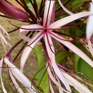May include: Close-up of a white and pink flower with long, thin petals and a red center. The flower is surrounded by other flowers and green leaves.