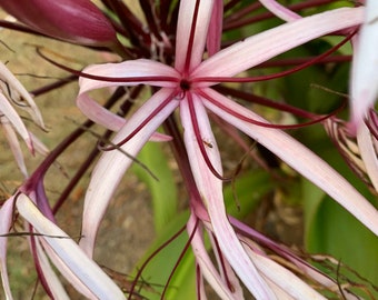 Crinum Pearl White Queen Emma Spider Lily rooted mature plant huge spices Emma , jumbo-size  low maintenance