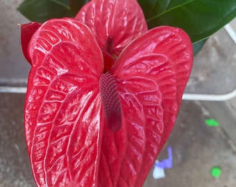 Anthurium 'dakota Red' 6 Inch Pot Live Tropical Flowering Plant, Glossy  Red Blooms, Low-maintenance Indoor Houseplant, Air-purifying Beauty - Etsy
