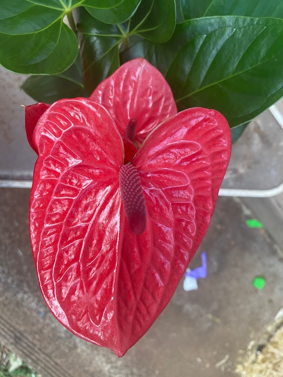 Anthurium- Casanova (bright Red) - Etsy