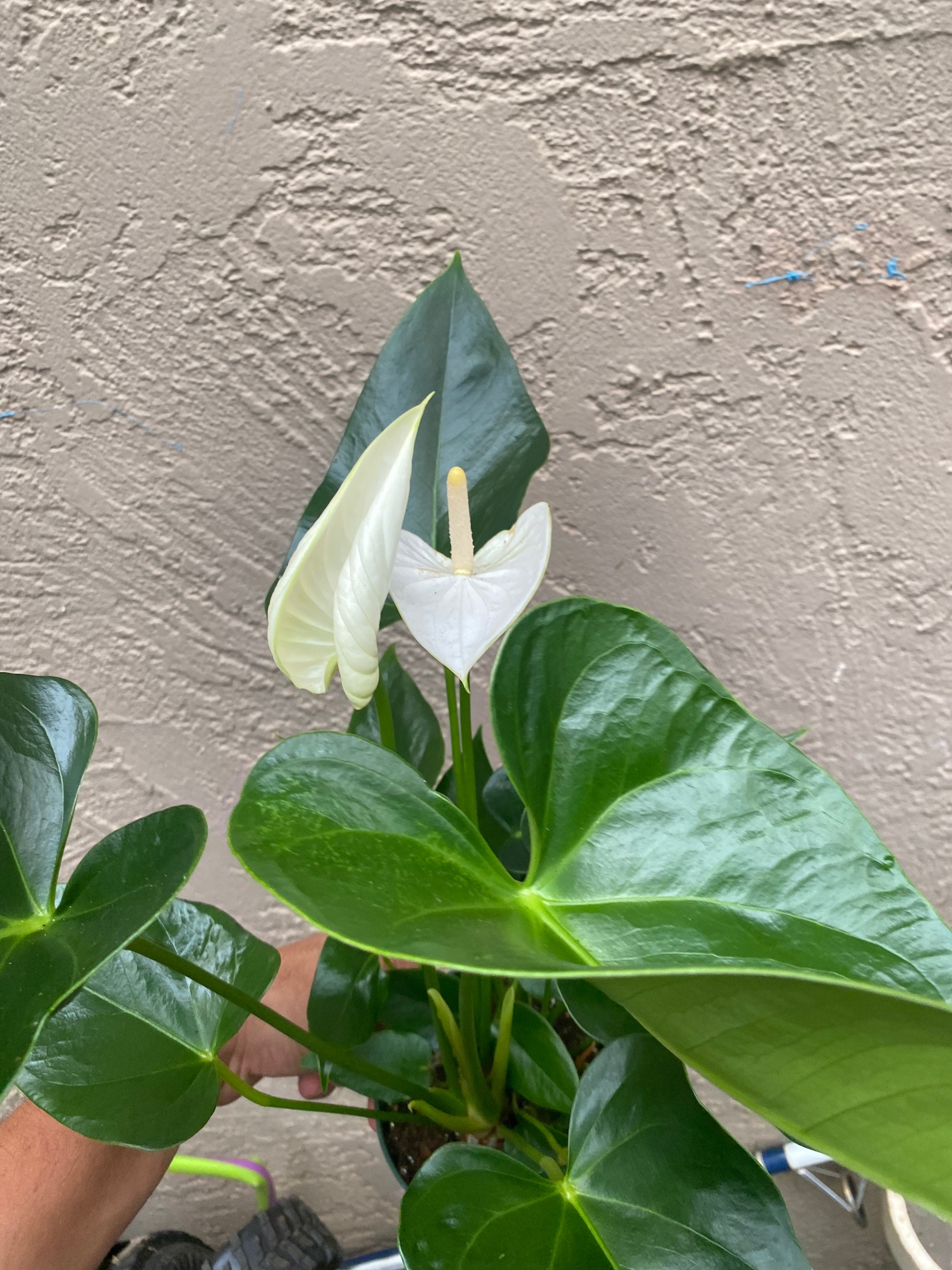 Anthurium-white Winner - Etsy