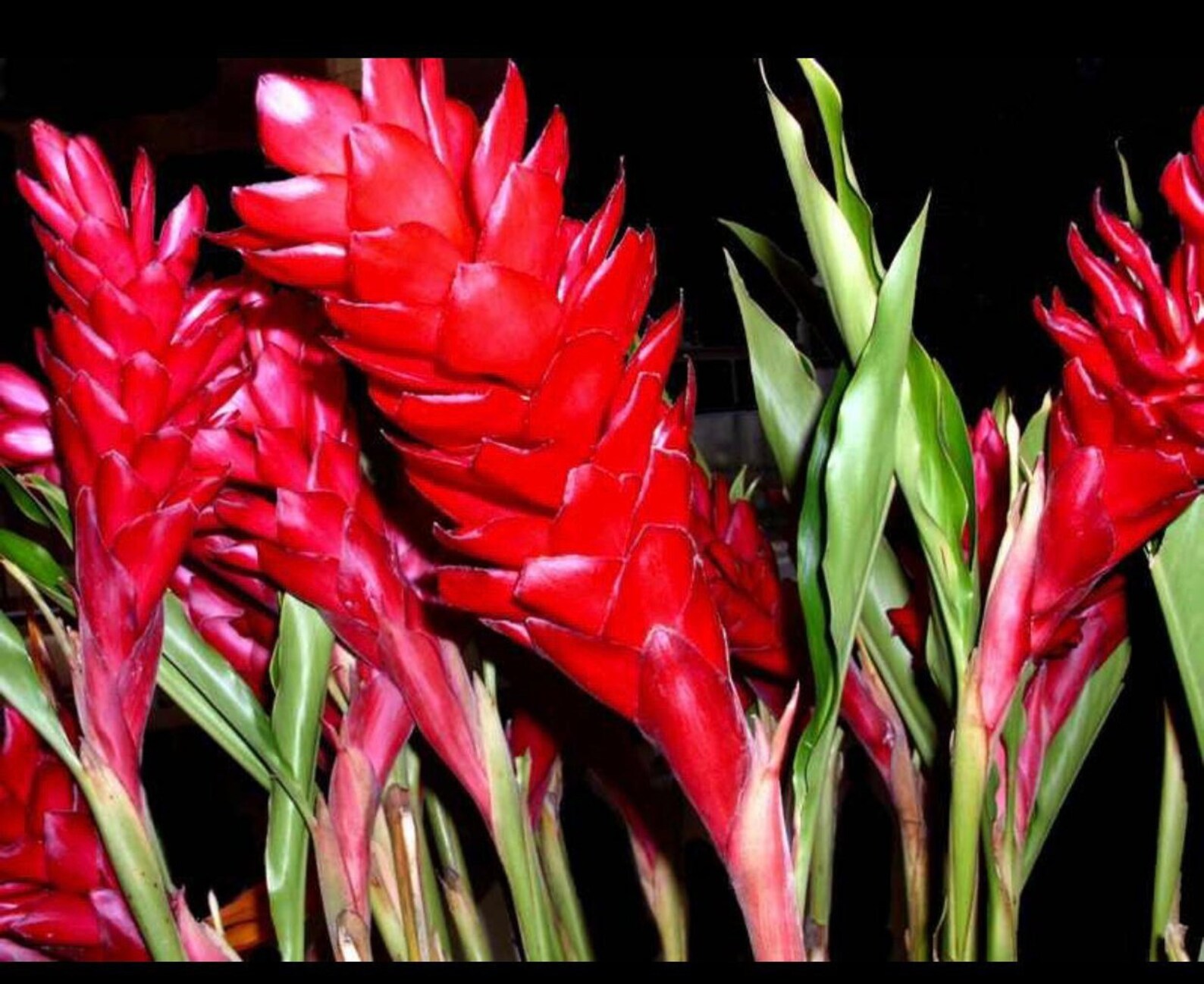 Sale Ginger Red Purest Plant 1 Live Plant With Nice Fresh Etsy