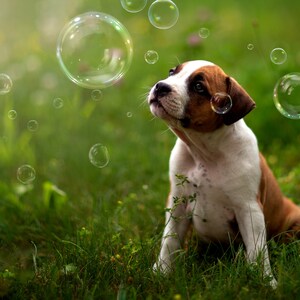 75 Realistic bubble overlays, Soap bubble overlays, floating bubbles, photoshop overlays, Blowing bubbles, Realistic bubble overlay