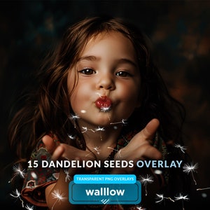 Dandelion overlays, Blowing Dandelion Seeds Transparent Overlays, Spring photoshop overlays, dandelion flowers, Blowing, Dandelion Seeds PNG