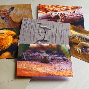 Conjunto de cartões comemorativos “Encontros com Animais” – 6 motivos da natureza com leão, veado, lagarto e companhia.