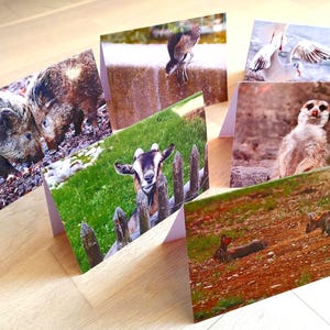 Coffret de cartes de vœux « Bonne humeur animale » - 6 pièces avec motifs animaliers amusants