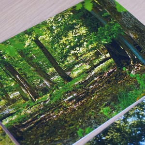 Ensemble de cartes de vœux - Chemins forestiers et points lumineux - 6 cartes de vœux avec des images de forêt