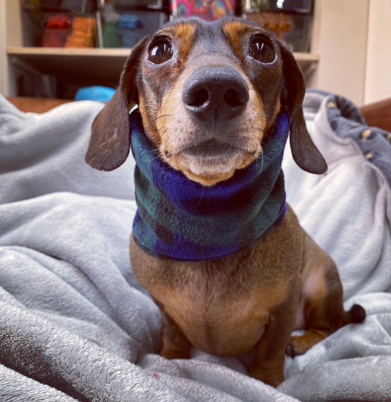 Może przedstawiać: Czarno-brązowy pies rasy dachshund w niebiesko-zielonym, kratowanym kominie z polaru. Pies siedzi na szarym kocu i patrzy prosto w obiektyw.