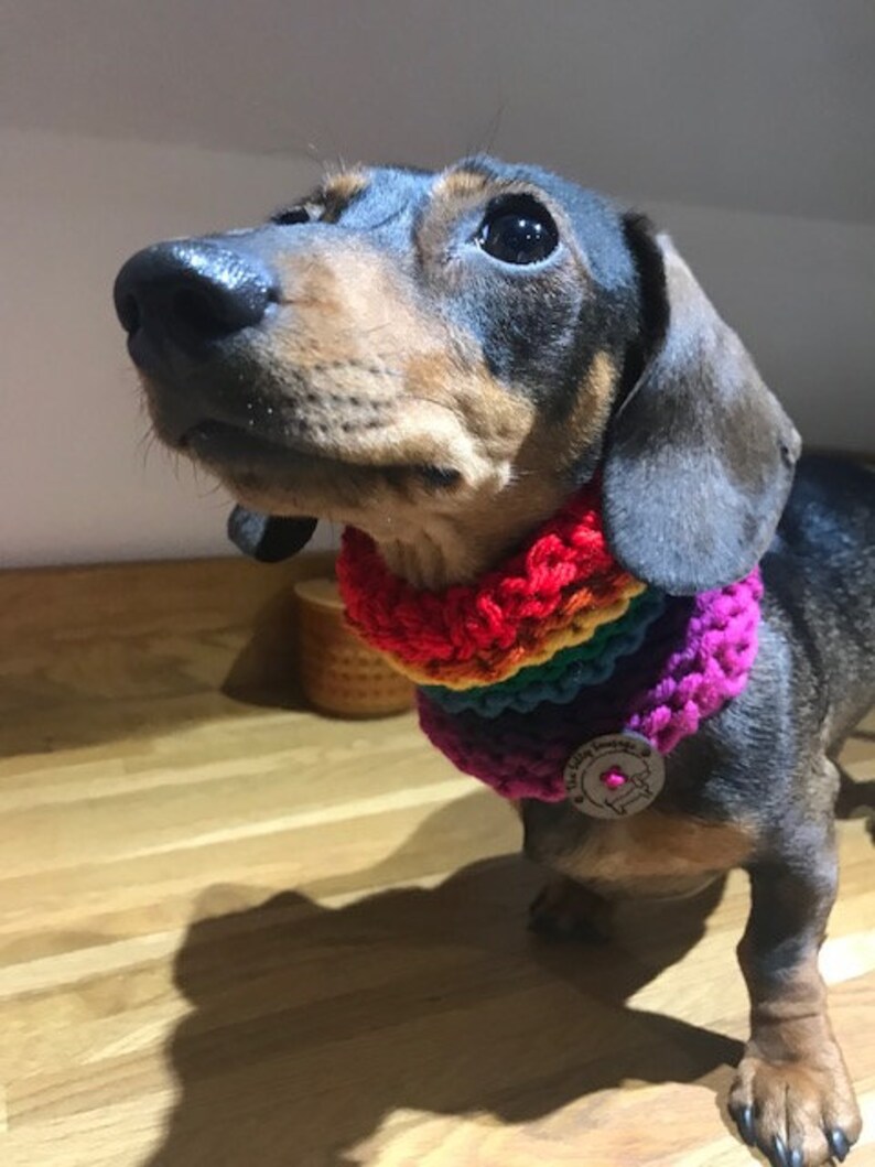 Silly Sausage Knitted Dog Snood Rainbow Colours Plain and Etsy