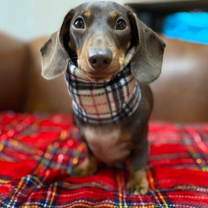 Może przedstawiać: Czarno-brązowy pies rasy dachshund w szaliku w kratę siedzi na czerwono-czarnym kocu w kratę. Pies patrzy prosto w kamerę.