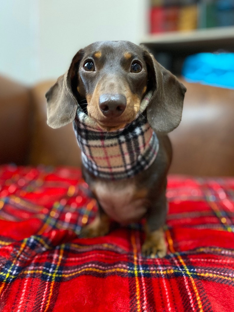 Może przedstawiać: Czarno-brązowy pies rasy dachshund w szaliku w kratę siedzi na czerwono-czarnym kocu w kratę. Pies patrzy prosto w kamerę.