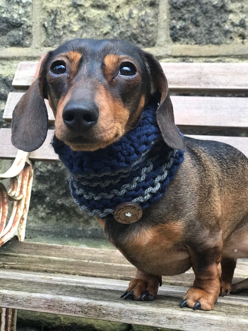 May include: A brown and black dachshund wearing a blue and gray knitted scarf with a wooden button that says "The Dilly Dog Co."