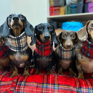Może przedstawiać: Pięć ps&oacute;w rasy dachshund w czerwono-białych szalikach w kratę siedzi na czerwono-czarnym kocu w kratę. Psy patrzą w obiektyw.