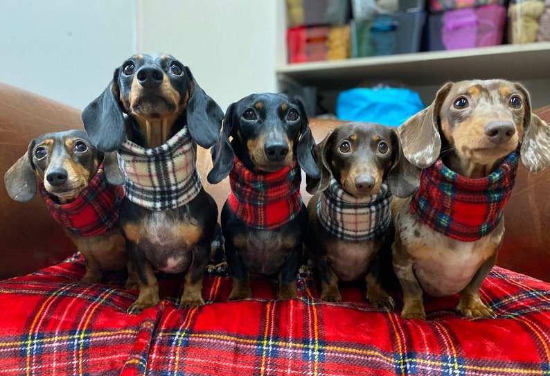 Może przedstawiać: Pięć ps&oacute;w rasy dachshund w czerwono-białych szalikach w kratę siedzi na czerwono-czarnym kocu w kratę. Psy patrzą w obiektyw.