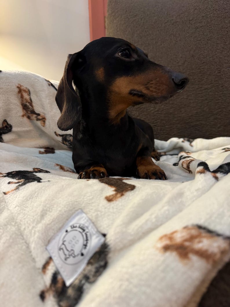 May include: A black and tan Dachshund dog is lying on a white blanket with a repeating pattern of Dachshunds in various poses. The blanket has a tag that reads "The Little Laundry". The dog is looking to the right.