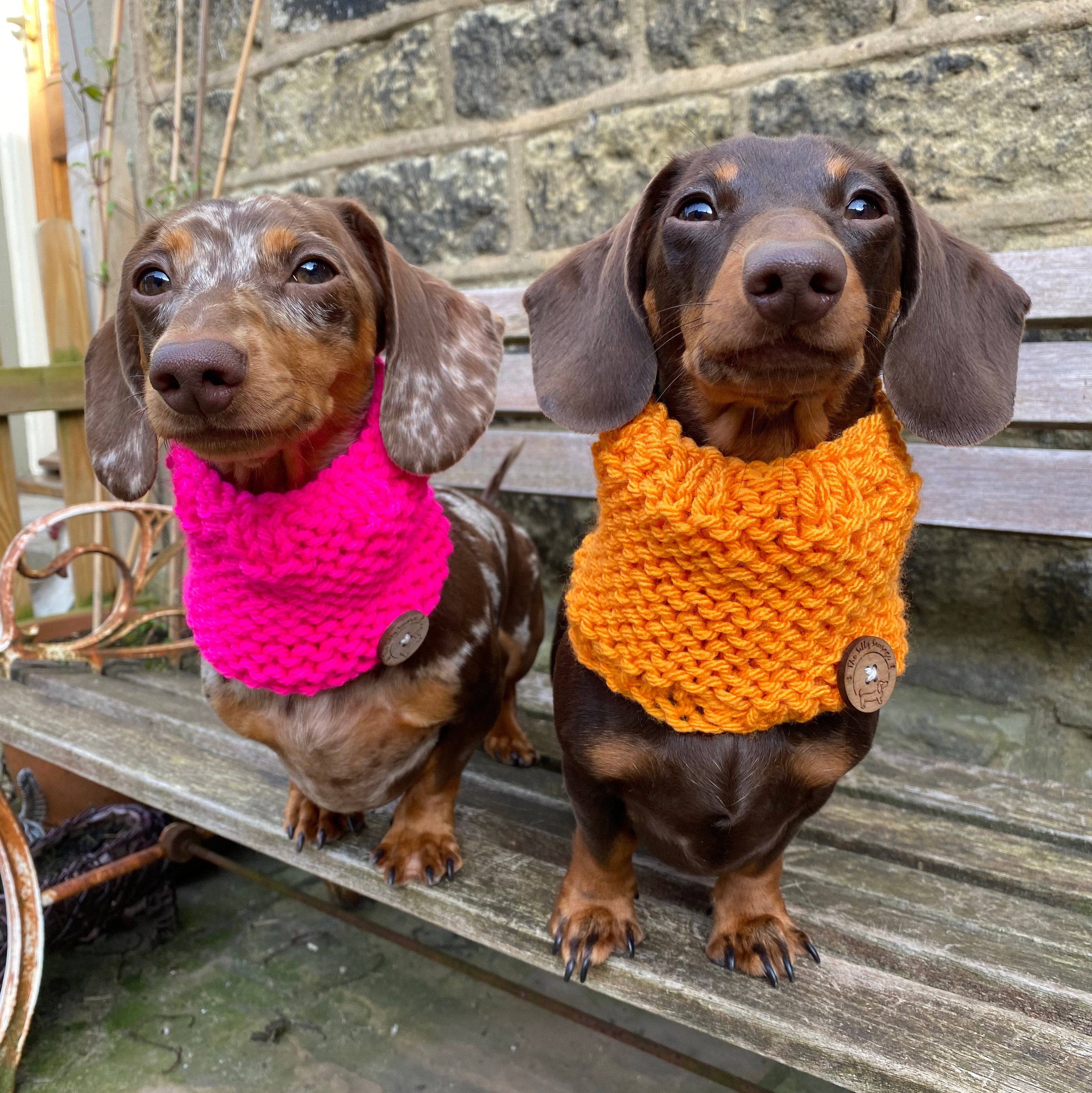 Silly Sausage Knitted Dog Snood Bright Colours Dragonfruit Etsy