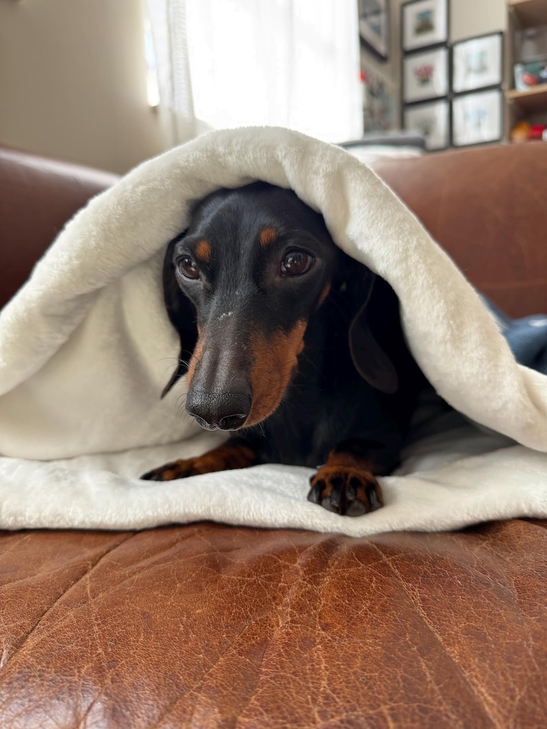 snuggle sacks and blankets perfect for dogs and cats in a lovely star design.  cute and cosy. perfect for at home and travel