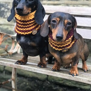 May include: Two dachshund dogs wearing knitted scarves with a yellow and burgundy striped pattern. The scarves have a brown button with a dog face on them.