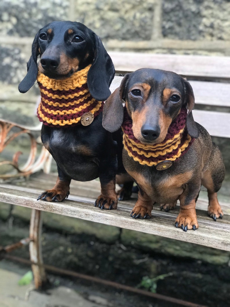 May include: Two dachshund dogs wearing knitted scarves with a yellow and burgundy striped pattern. The scarves have a brown button with a dog face on them.