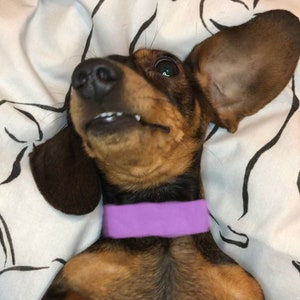 May include: A brown and black dachshund dog with a purple collar lying on its back on a white bedspread with black lines.