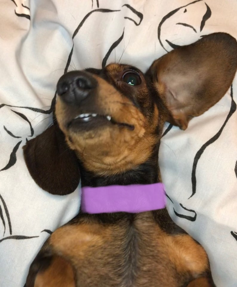 May include: A brown and black dachshund dog with a purple collar lying on its back on a white bedspread with black lines.