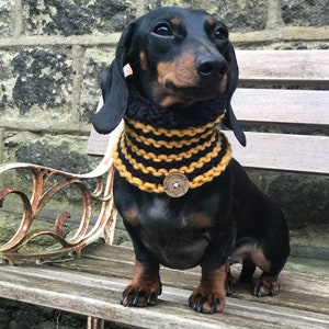 May include: A black and tan dachshund wearing a black and yellow striped knitted dog collar with a wooden tag that says "The Sausage Company".