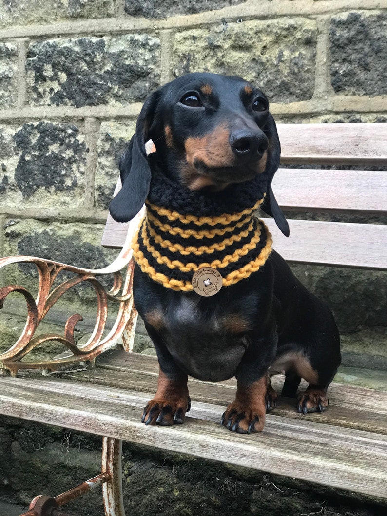 May include: A black and tan dachshund wearing a black and yellow striped knitted dog collar with a wooden tag that says "The Sausage Company".