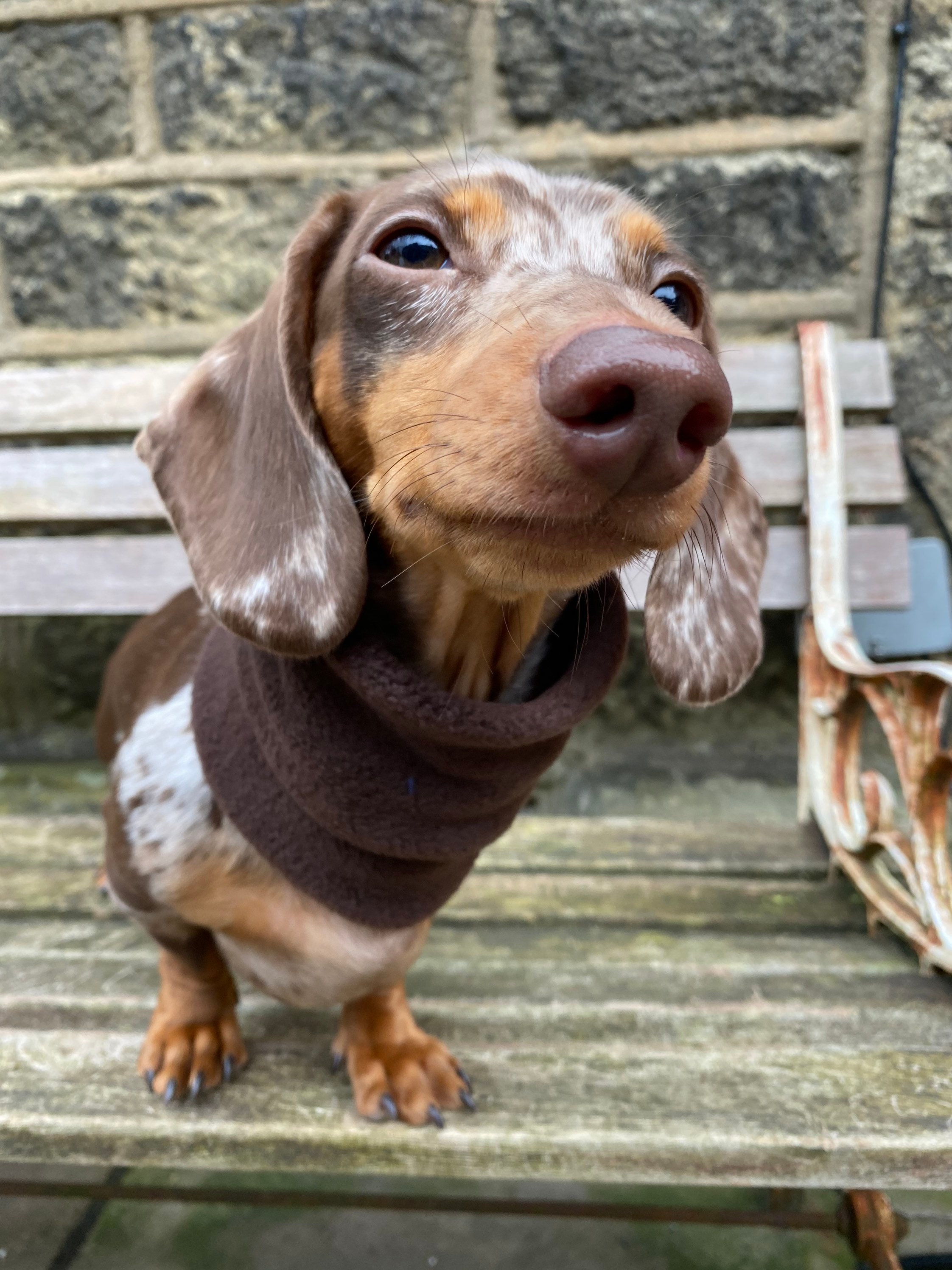 Silly Sausage Plain Fleece Dog Snood Handmade Grey Pink Blue Etsy