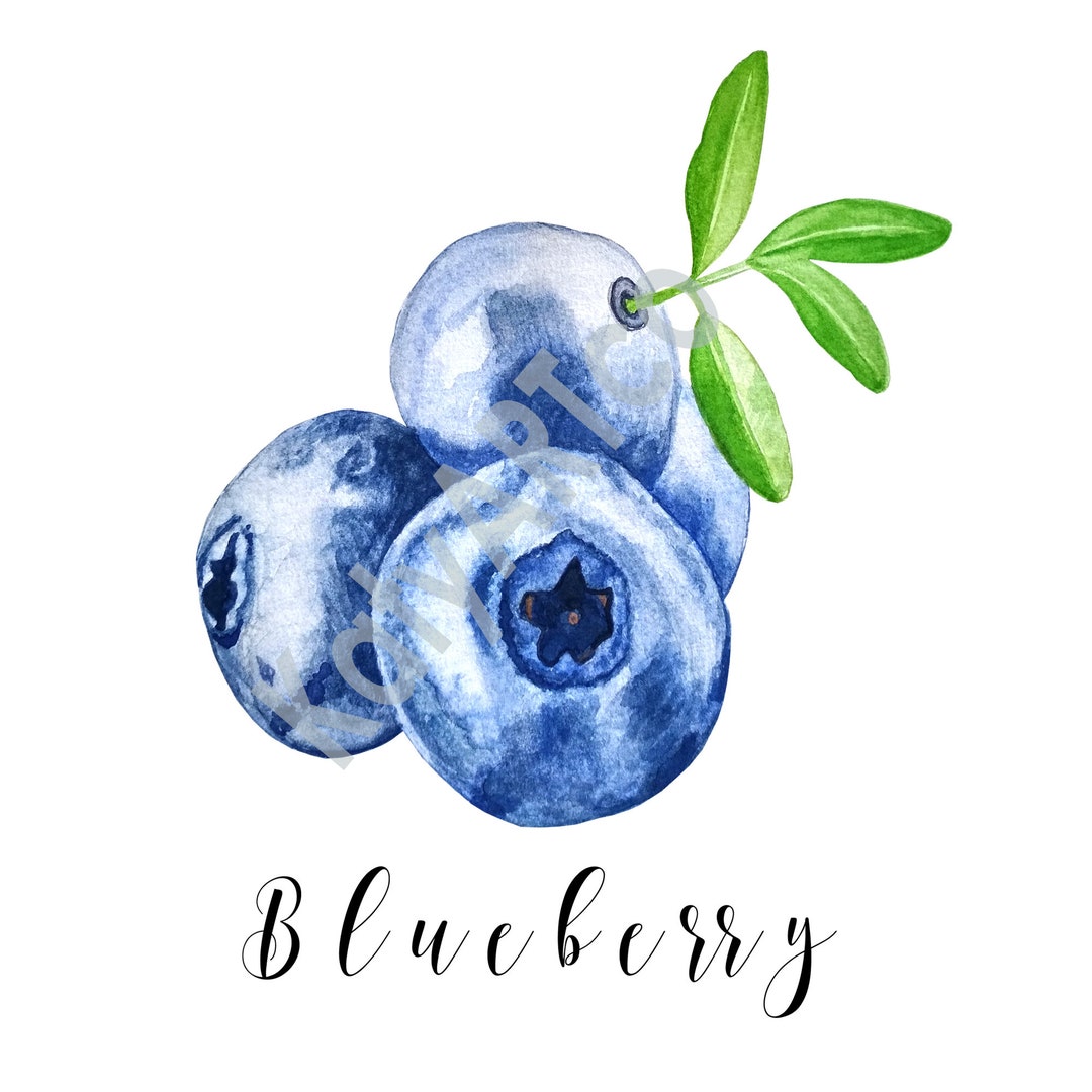 Watercolor Blueberry Clipart Blueberry Clip Art Blueberry Etsy