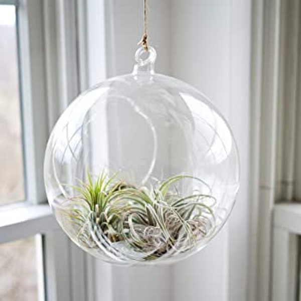 Hanging Glass Terrarium Etsy