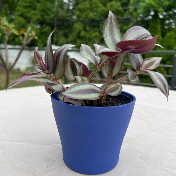 Wandering Jew Tradescantia Silver Purple In Blue Pot Holiday Gift Home office decor