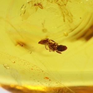 Baltic Amber with Ant Insect trapped for Million Years | Fossil Inclusion in Baltic Amber Stone | Certified Baltic Amber