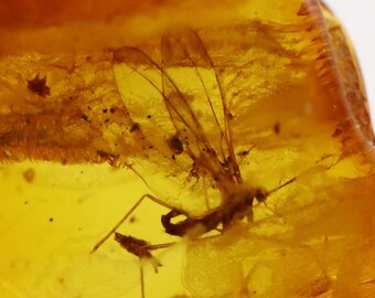 Baltic Amber with 2 Insects trapped for Million Years Certified Baltic Amber Fossil Inclusion in Baltic Amber Stone