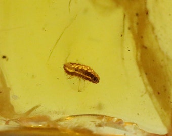 Amber with Rare Insect trapped for Million Years | Fossil Inclusion in Baltic Amber Stone | Certified Baltic Amber