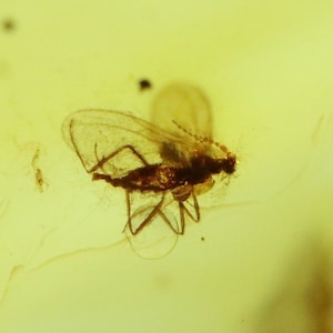 Baltic Amber with Rare Insect trapped for Million Years | Fossil Inclusion in Baltic Amber Stone | Certified Baltic Amber