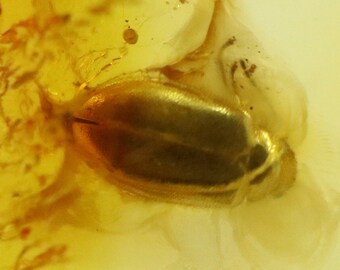 Amber with Bug Insect trapped for Million Years | Fossil Inclusion in Baltic Amber Stone | Certified Baltic Amber