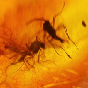 Baltic Amber with 7 Insects trapped for Million Years | Fossil Inclusion in Baltic Amber Stone | Certified Baltic Amber