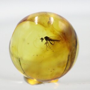 May include: A spherical piece of amber with a preserved insect inside. The amber is a translucent golden-yellow colour, and the insect is a small, dark silhouette. The amber is resting on a white surface.