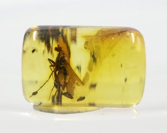 Cylindrical Amber with an Insect NOT DRILLED trapped for Million Years | Fossil Inclusion in Baltic Amber Stone | Certified Baltic Amber