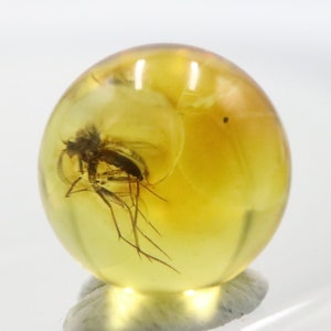 Peut inclure: Une sphère transparente jaune clair avec un insecte préservé à l'intérieur. L'insecte a de longues pattes et est visible à travers la sphère.