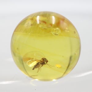 Puede incluir: Una piedra de ámbar esférica transparente con un insecto preservado en su interior. El ámbar es de color amarillo translúcido y el insecto es visible dentro de la piedra. El ámbar está sobre una superficie blanca.