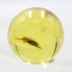 May include: A clear, yellow-amber sphere containing a preserved insect. The insect is brown and tan, with visible legs and antennae. The amber is smooth and rounded, with a slight shine.